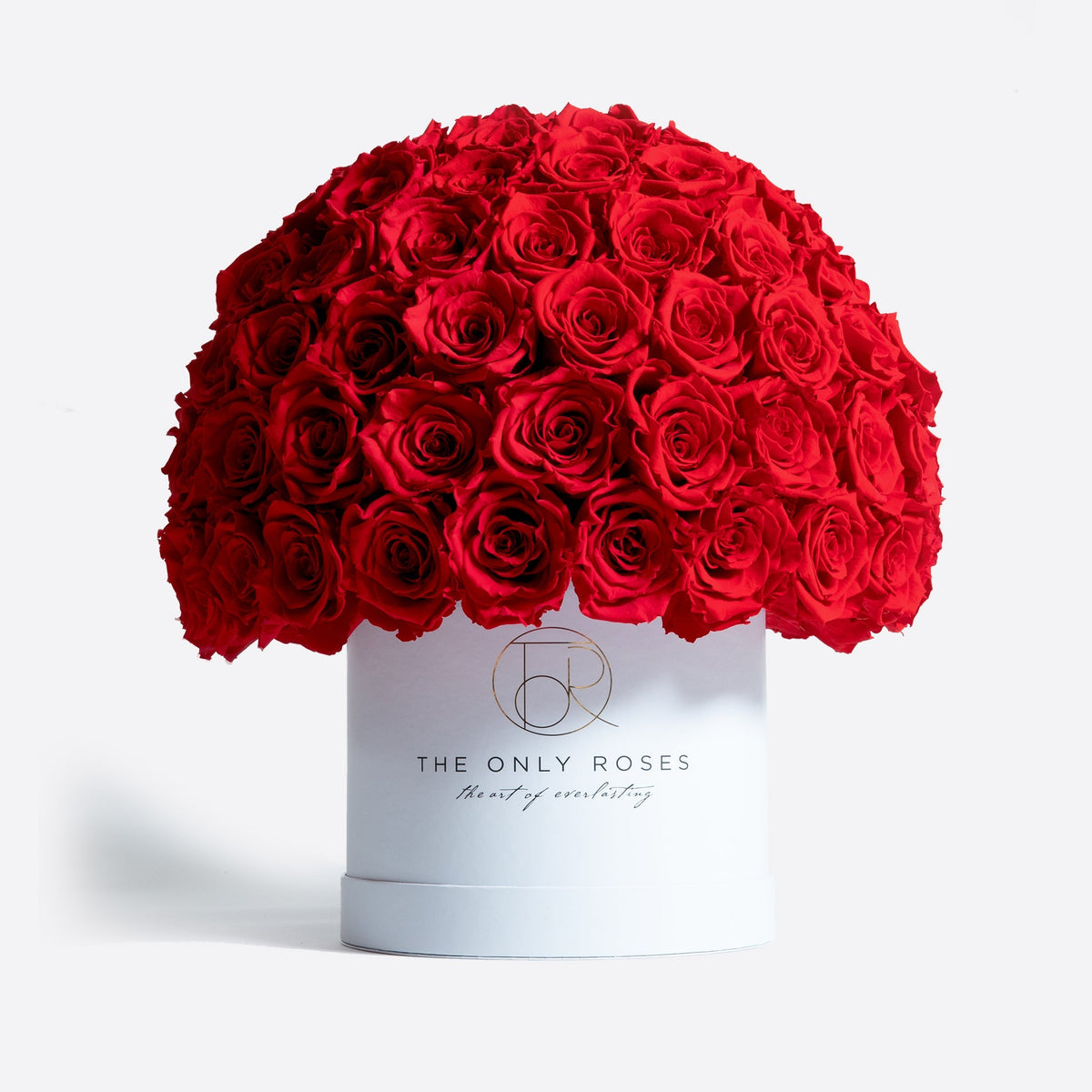 Medium White Preserved Roses in Dome Box