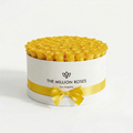 White & Yellow Preserved Roses in Round Gift Box