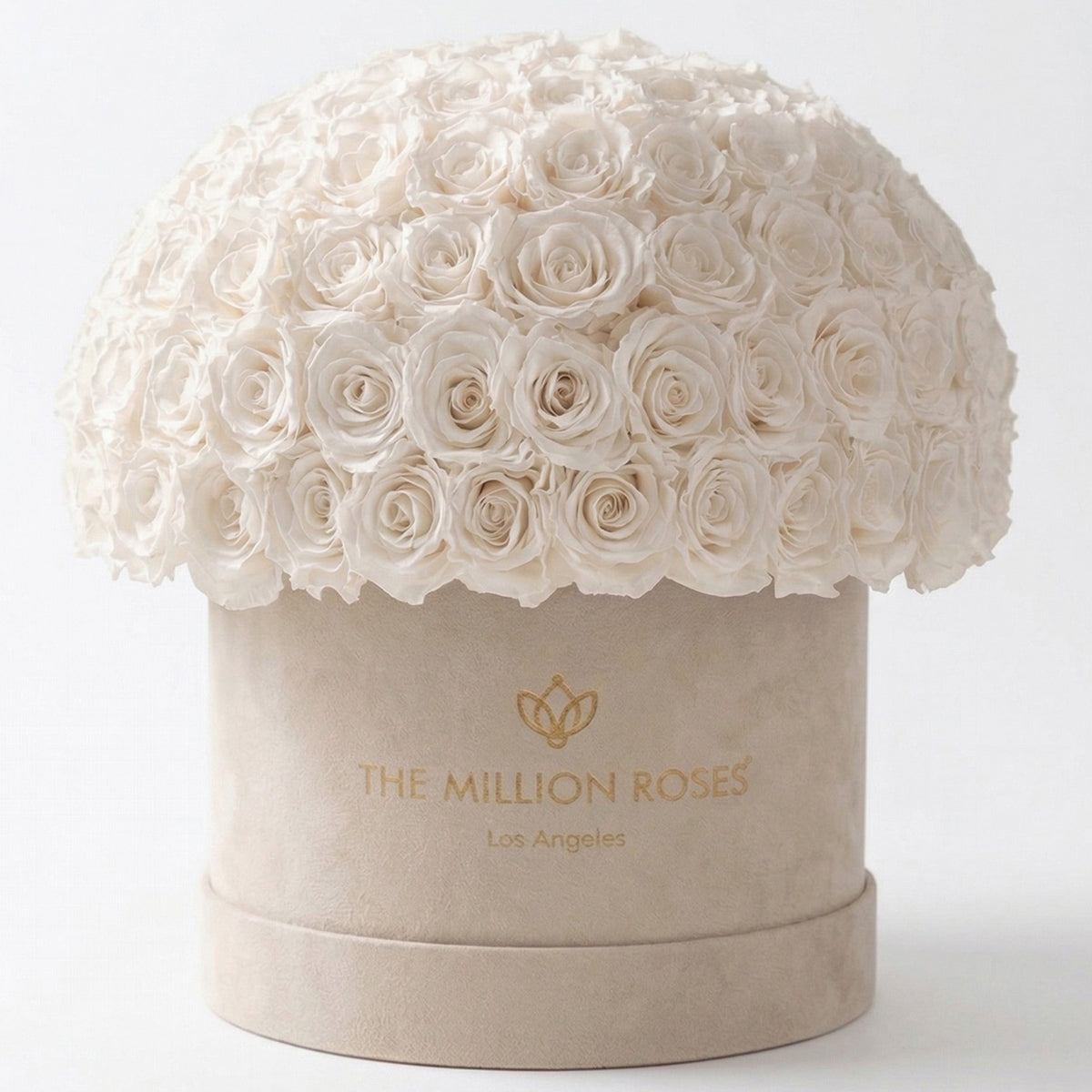 120-130 White Preserved Roses in Beige Suede Dome Box