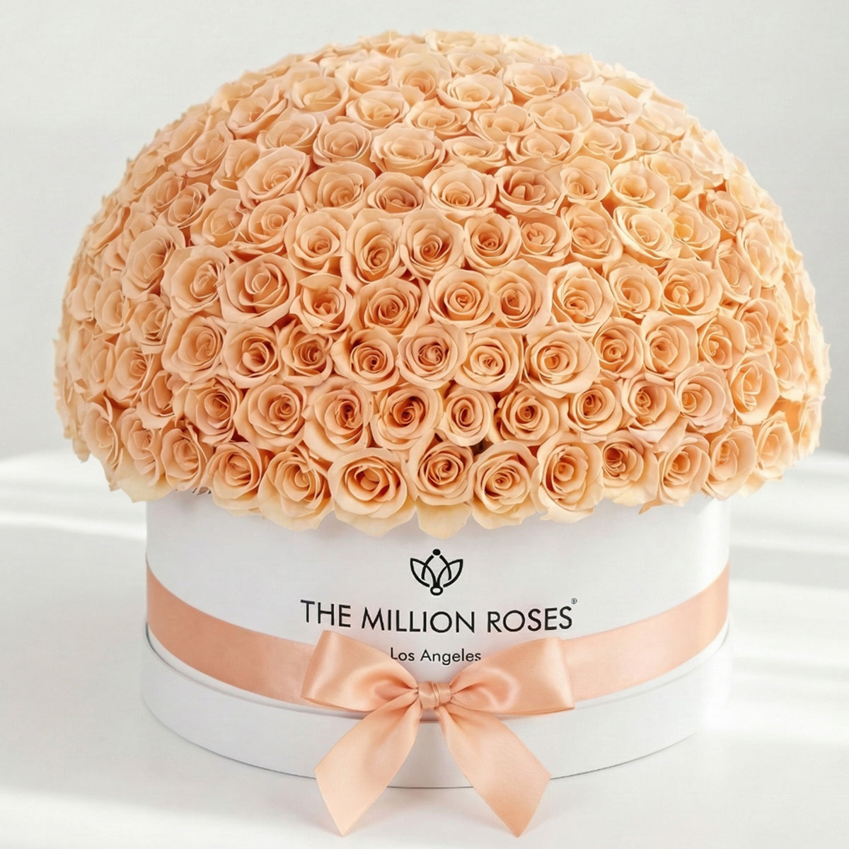 Single White & Peach Preserved Rose in Dome Box