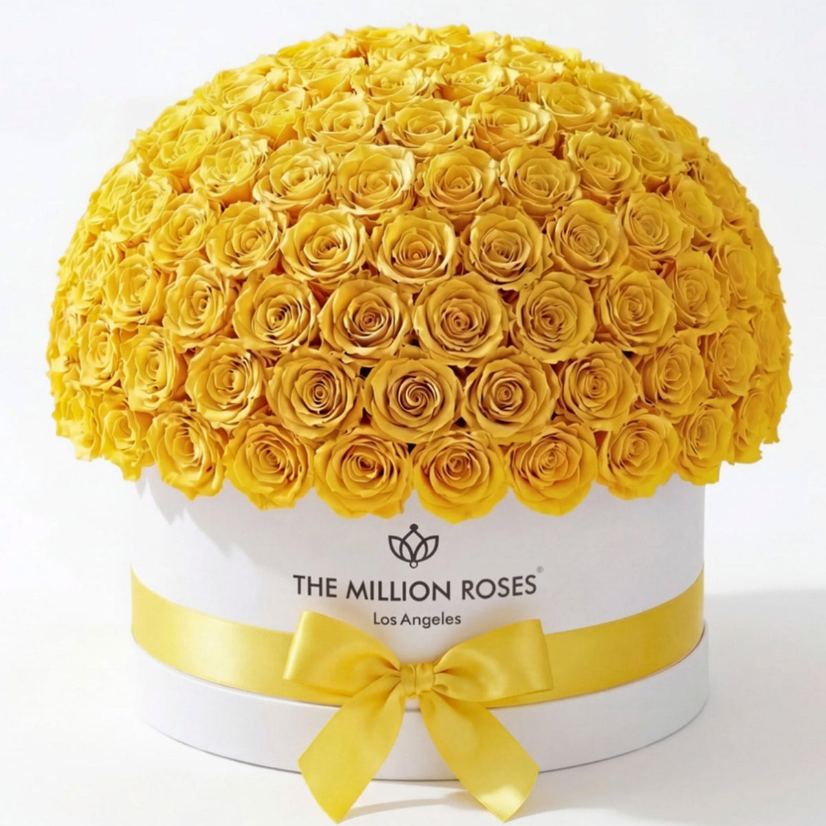 Single White & Yellow Preserved Rose in Dome Box