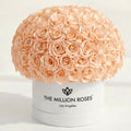 120-130 Peach Preserved Roses in White Dome Box
