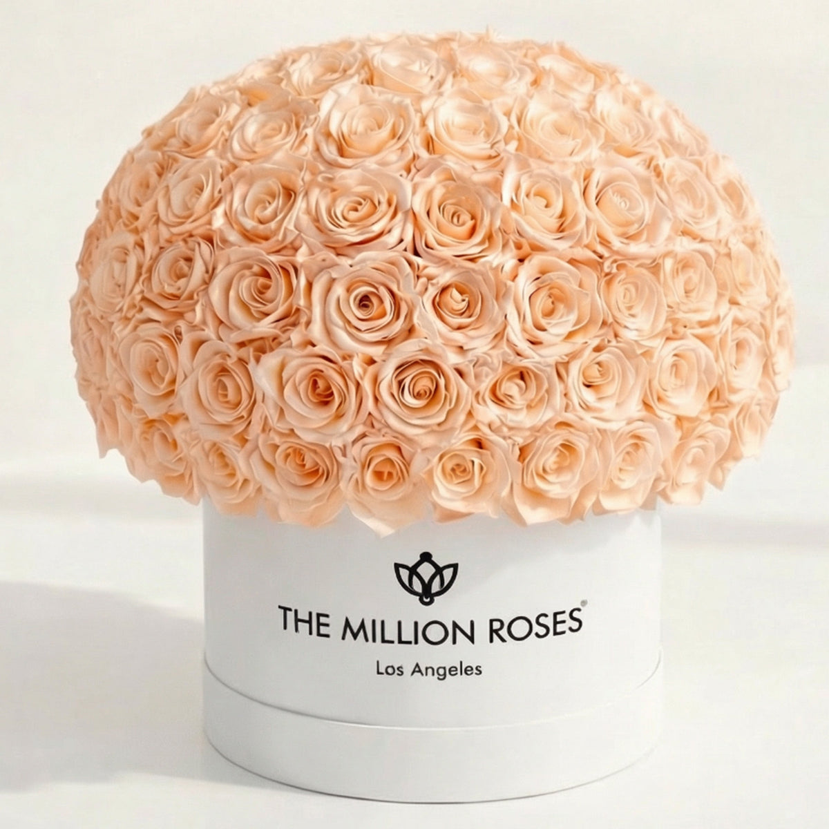 120-130 Peach Preserved Roses in White Dome Box