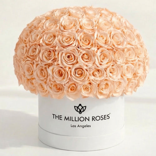 120-130 Peach Preserved Roses in White Dome Box