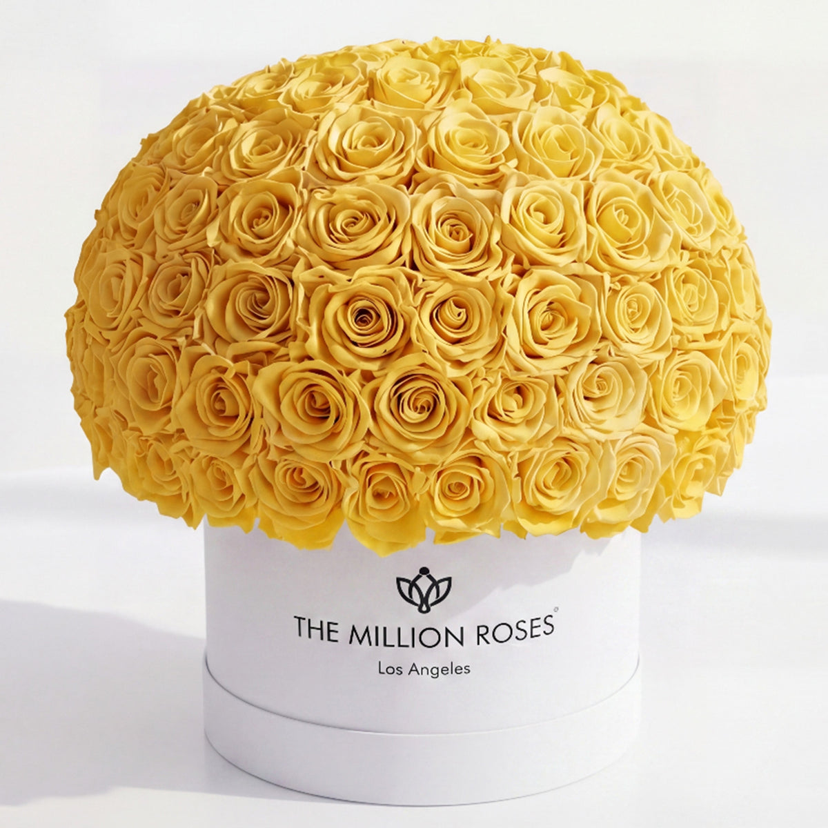 120-130 Yellow Preserved Roses in White Dome Box