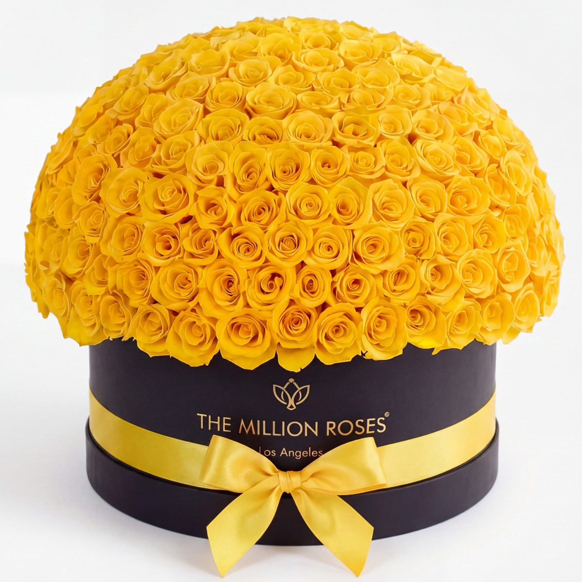 Single Black & Yellow Preserved Rose in Dome Box