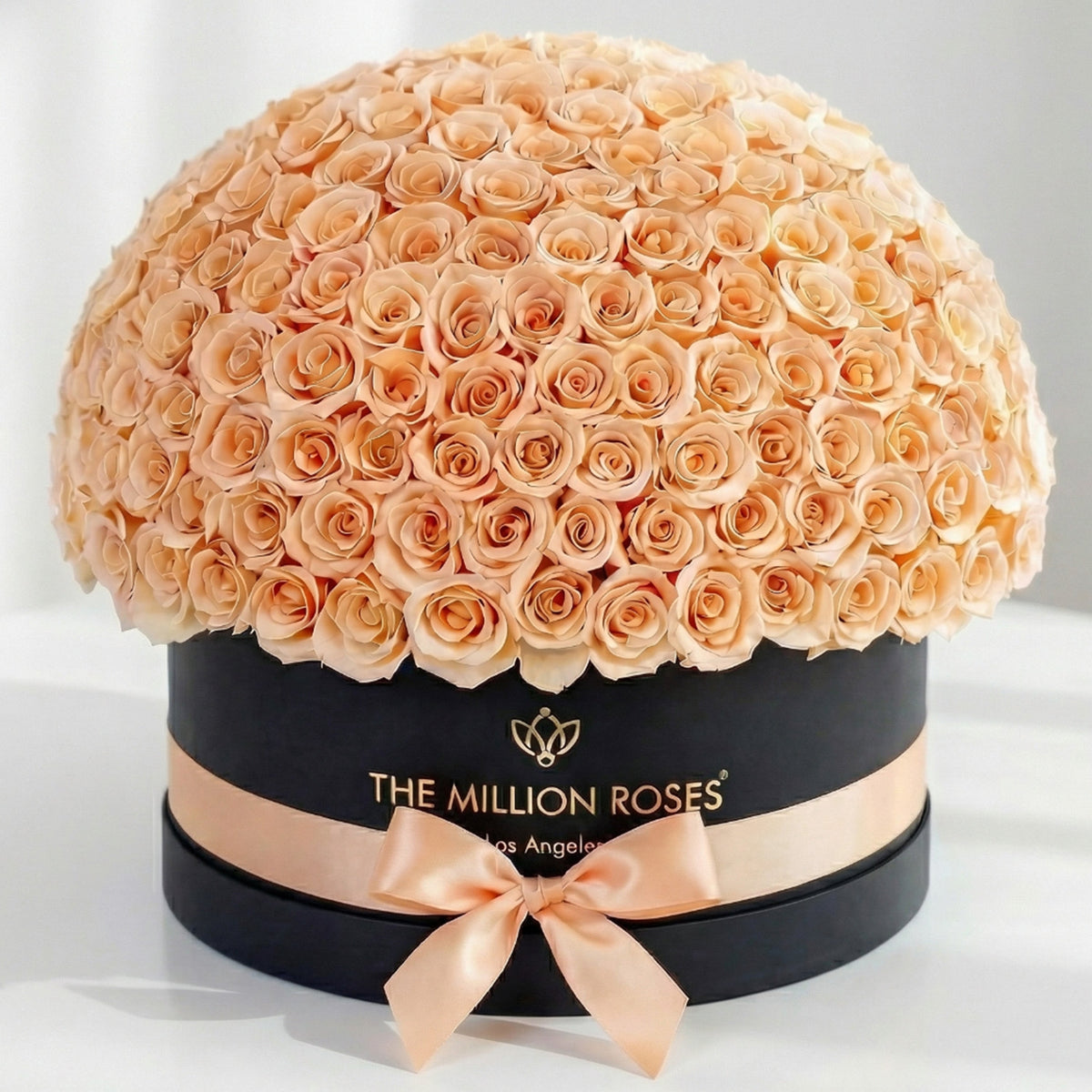 Single Black & Peach Preserved Rose in Dome Box
