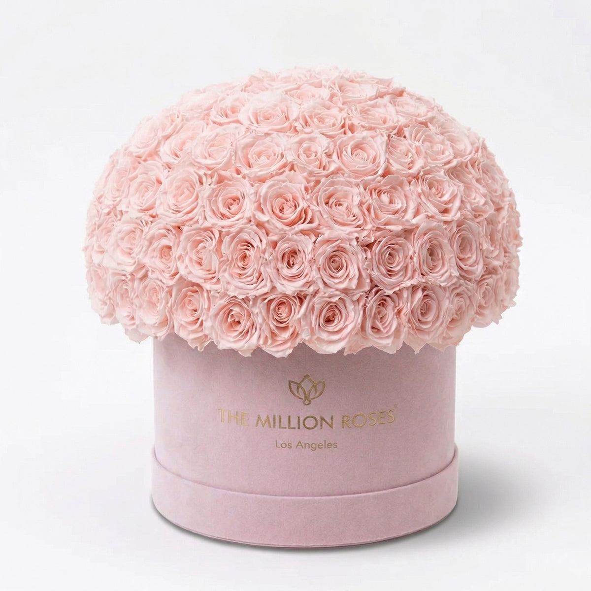 Pink Preserved Roses in Supreme Pink Suede Dome Box