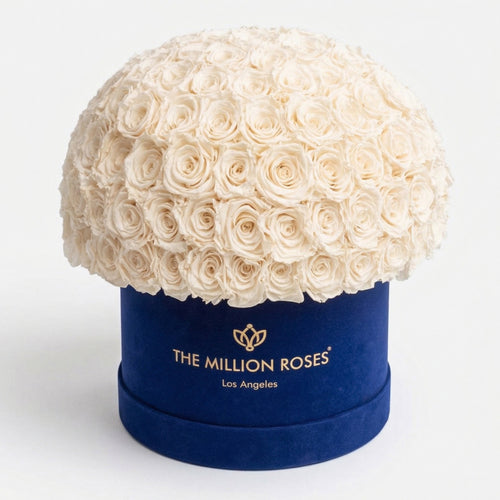 120-130 White Preserved Roses in Blue Suede Dome Box