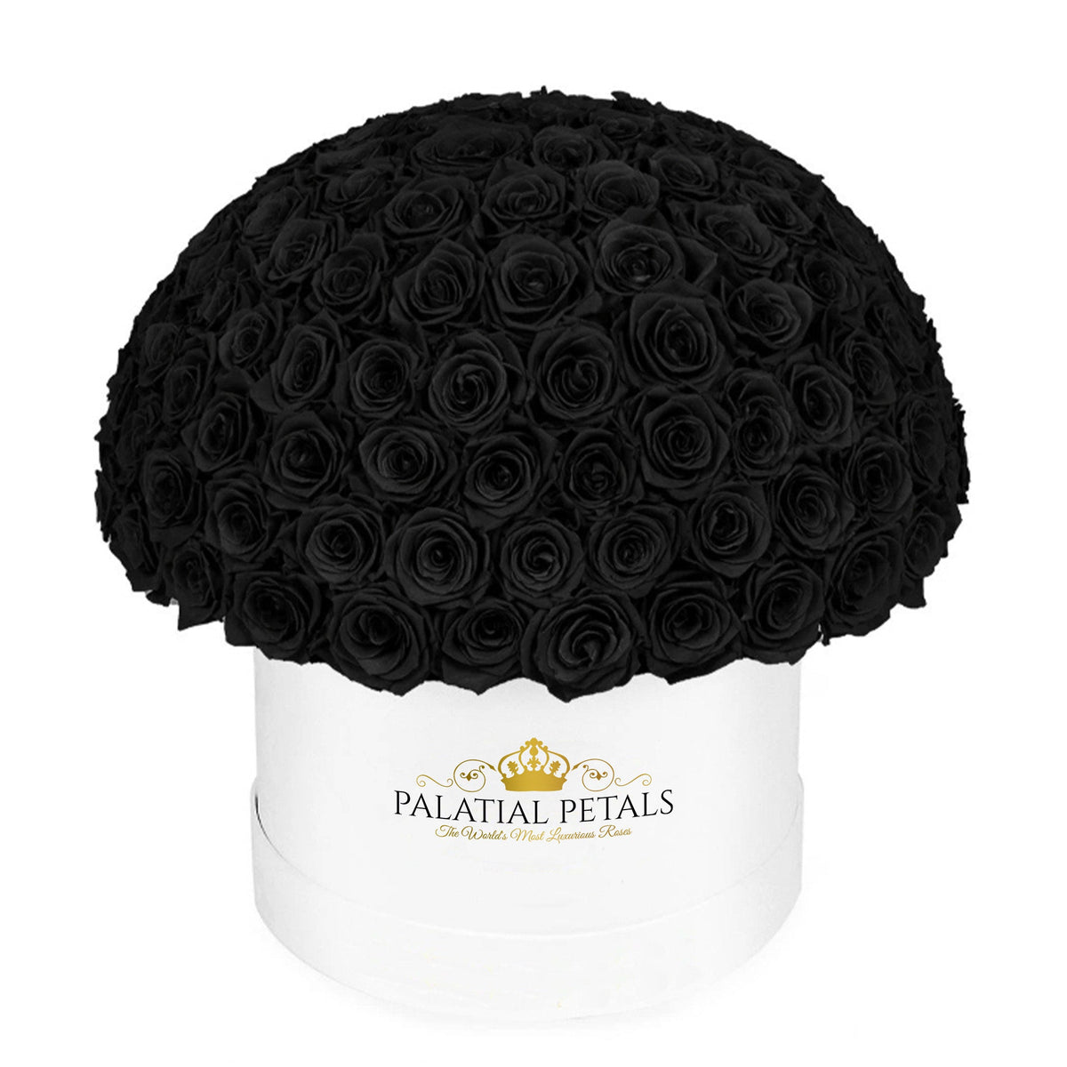 Large Black Preserved Roses in Velvet Dome Box