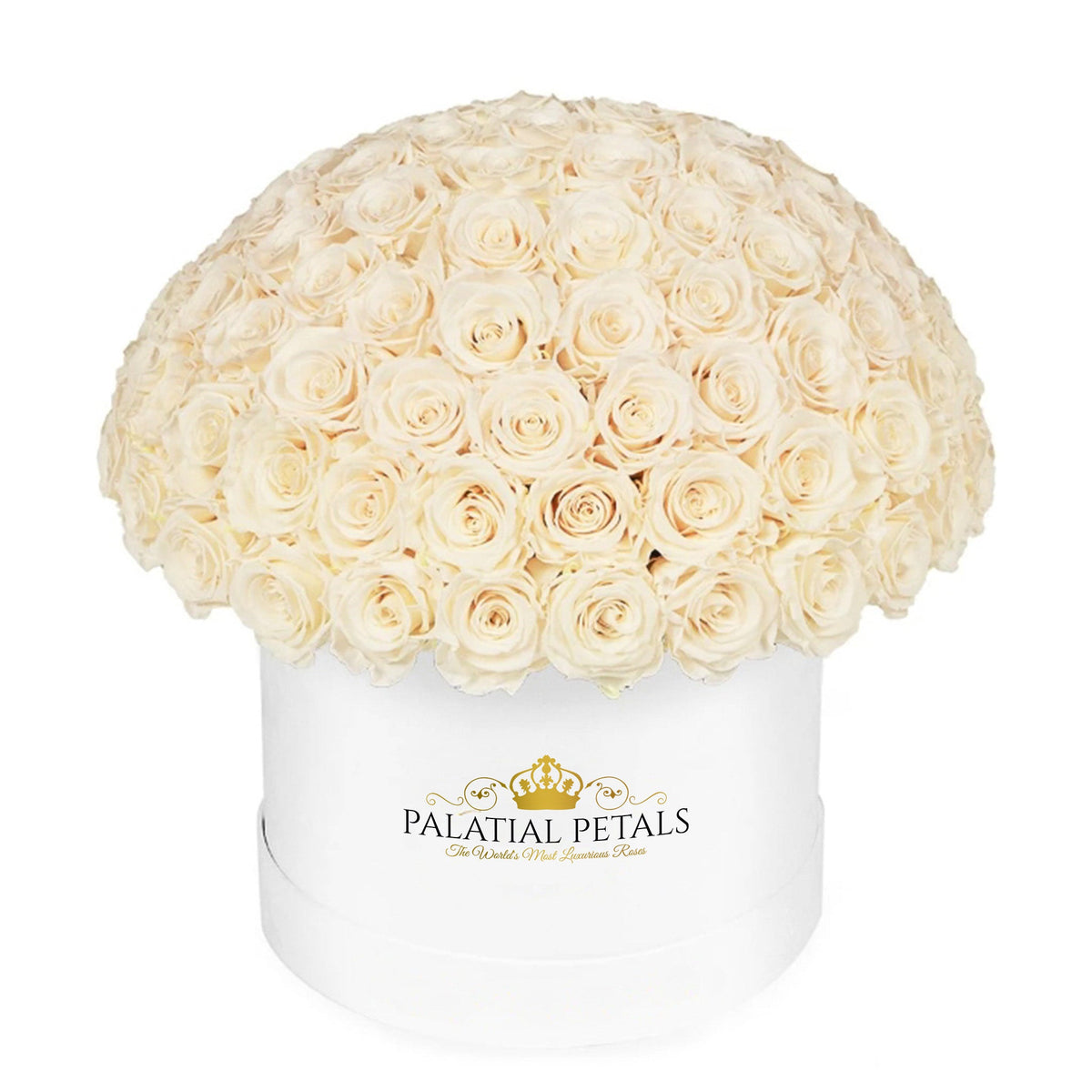 Large Champagne Preserved Roses in Dome Box