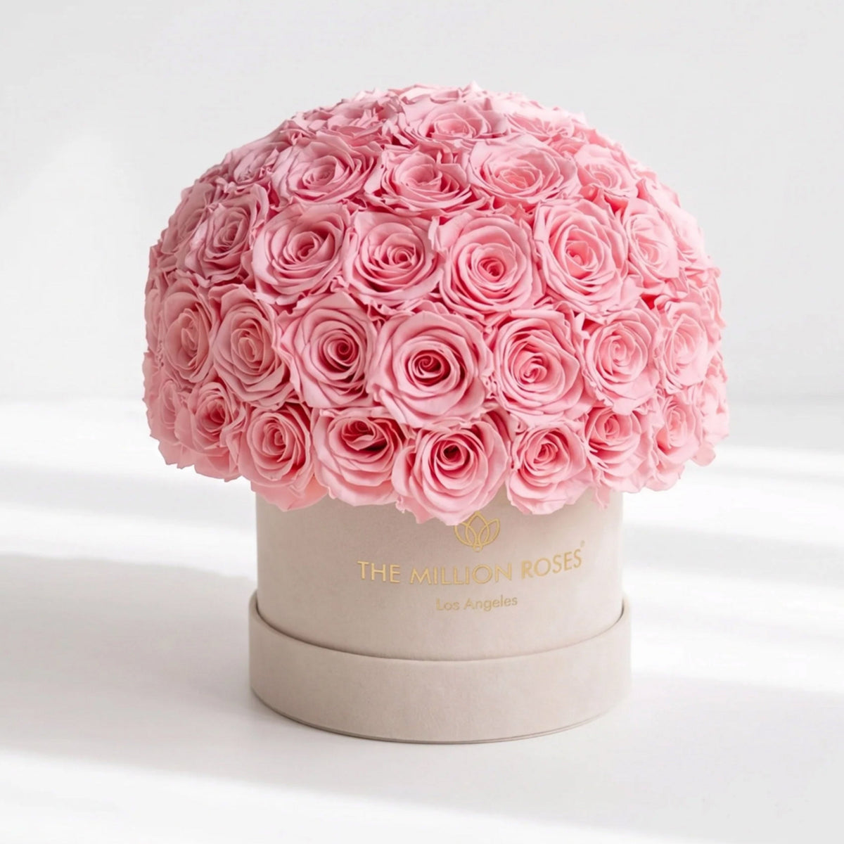 Light Pink Preserved Roses in Classic Beige Suede Dome Box