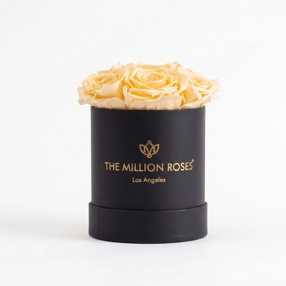 Single Ivory Preserved Rose Gift Box