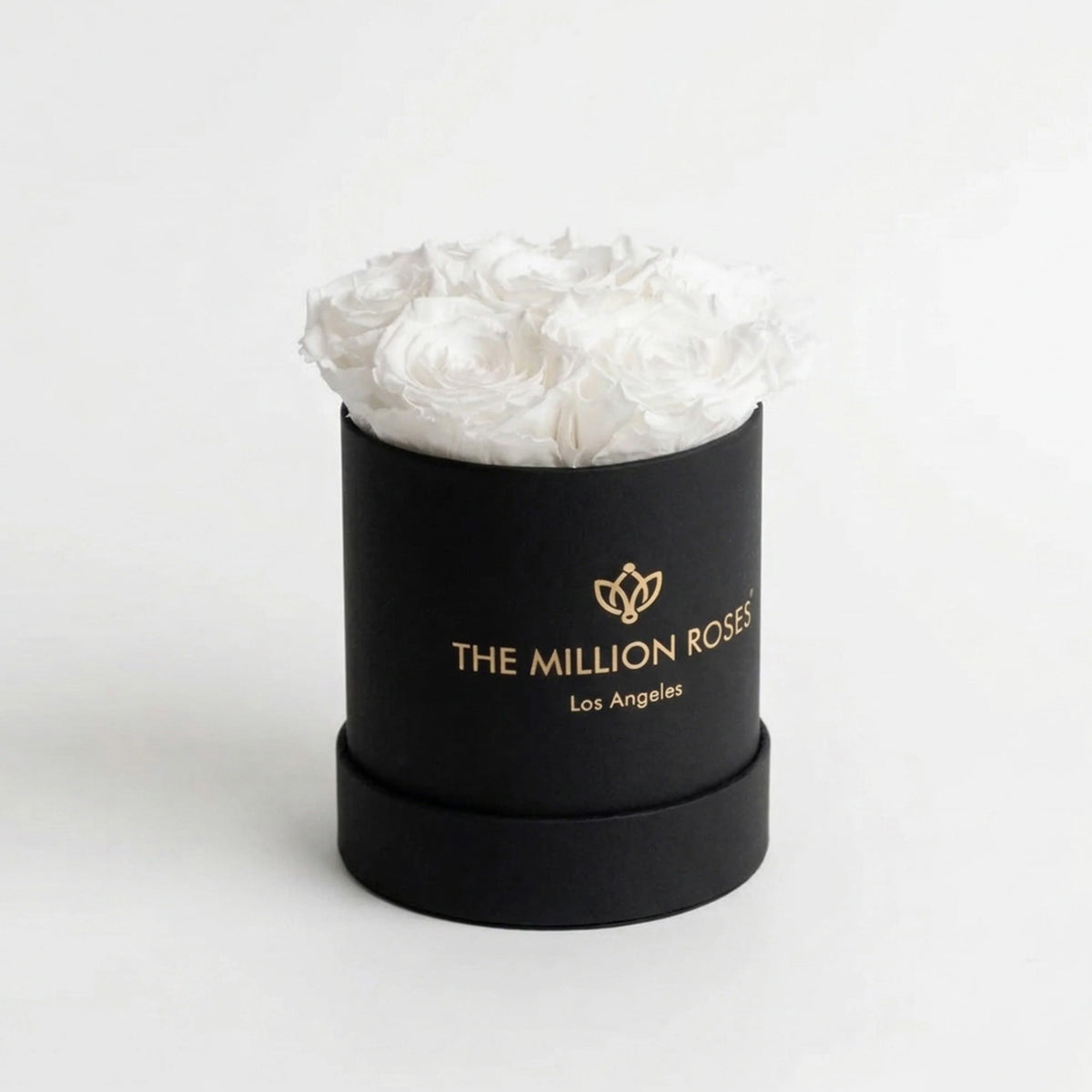 Single White Preserved Rose in Black Gift Box