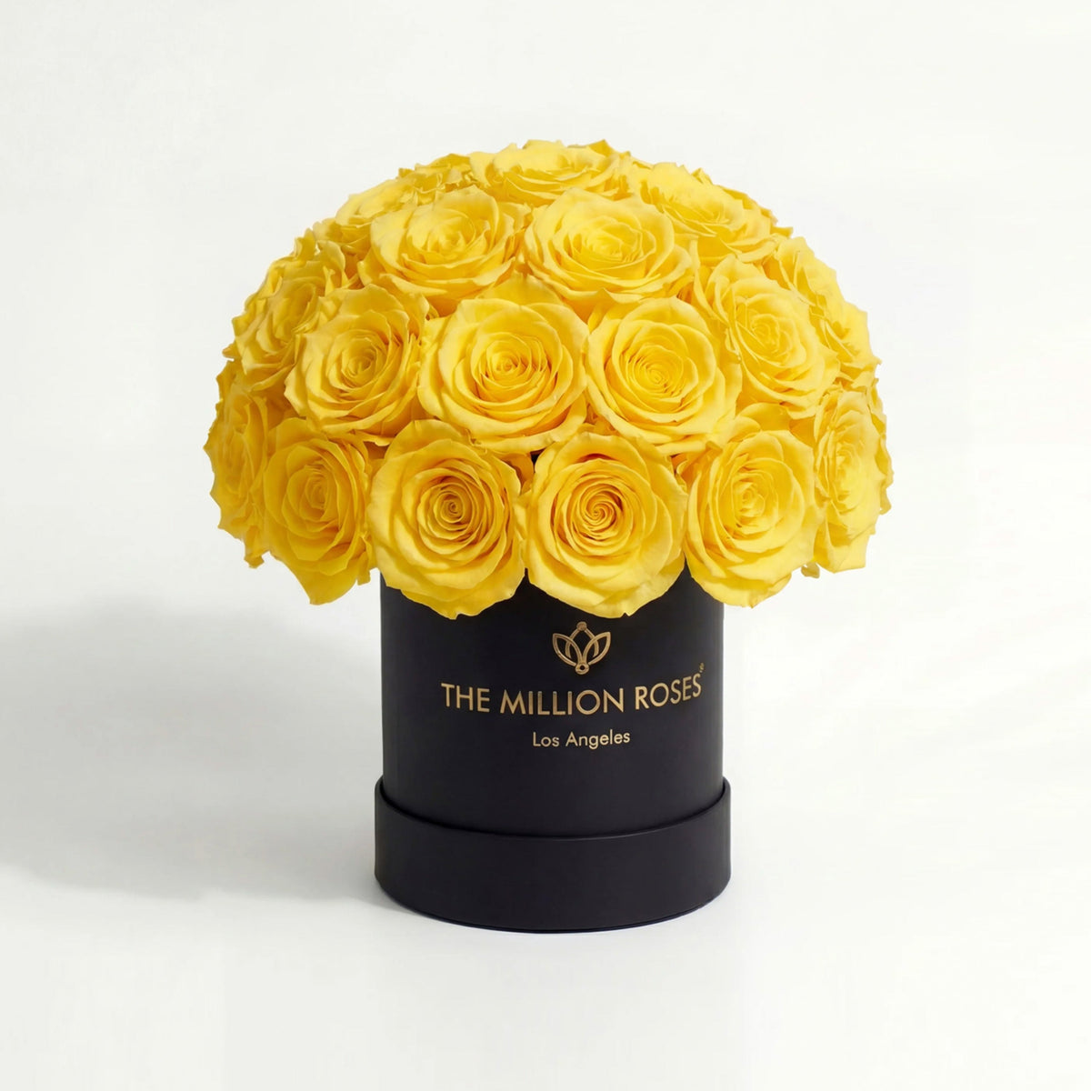 38-40 Yellow Preserved Roses in Black Dome Box