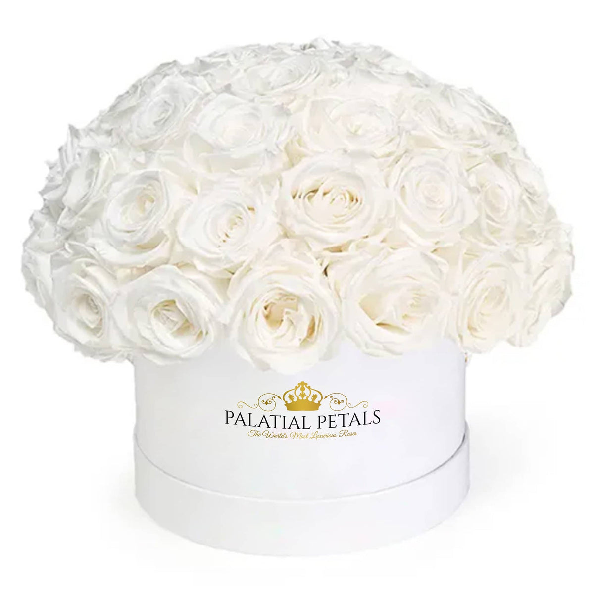 Princess White Preserved Roses in Medium Dome Box