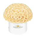 Large Beige Preserved Roses in Dome Box