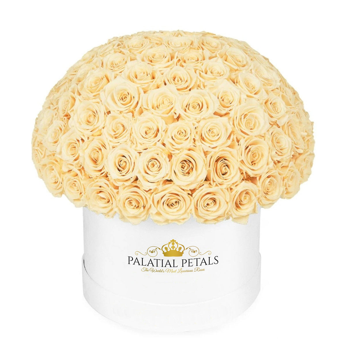 Large Beige Preserved Roses in Dome Box