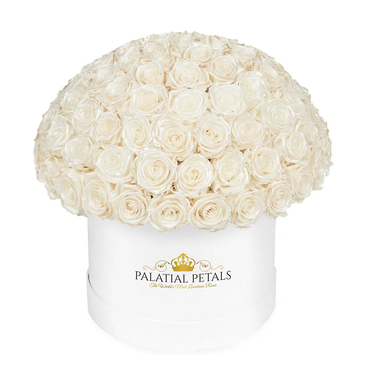 Large Pearl Preserved Roses in Dome Box – Style 2