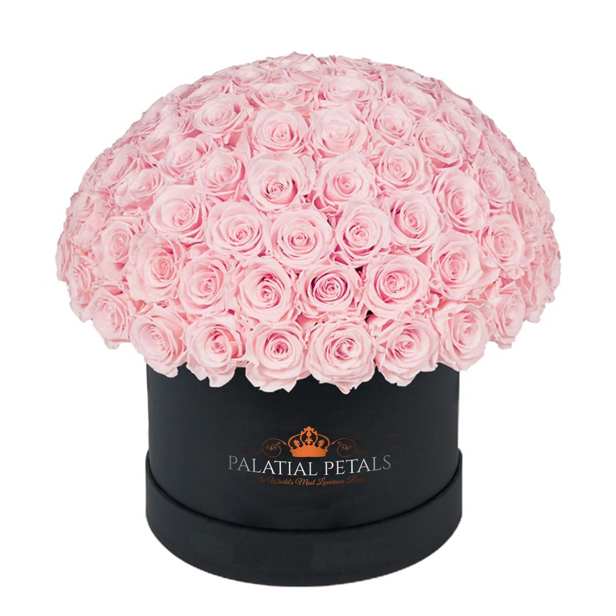 Large Blush Preserved Roses in Dome Box