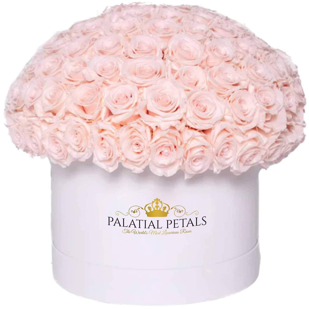 Large Blush Preserved Roses in Dome Box – Style 2