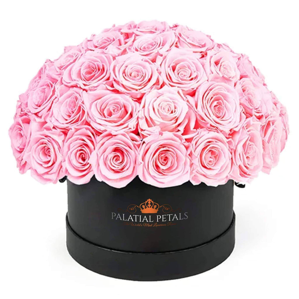 Bridal Pink Preserved Roses in Dome Box