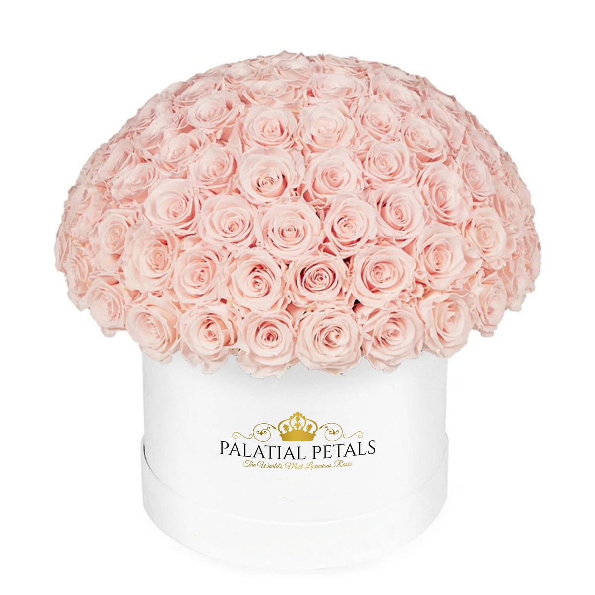 Large Roses Preserved Roses in Dome Box – Style 2