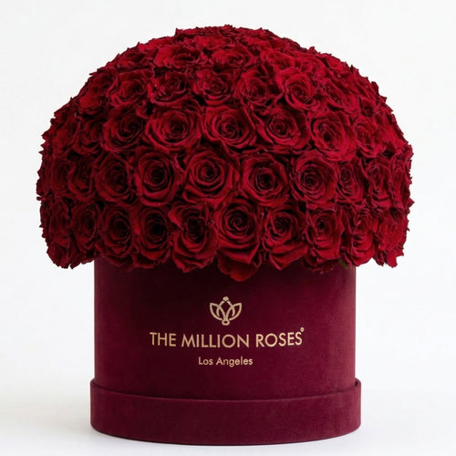 120-130 Burgundy Preserved Roses in Suede Dome Box