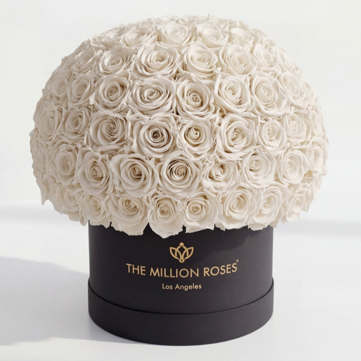 120-130 White Preserved Roses in Black Dome Box