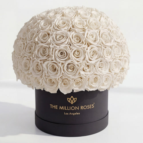 120-130 White Preserved Roses in Black Dome Box