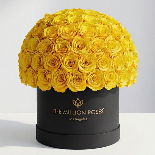 120-130 Yellow Preserved Roses in Black Dome Box